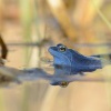 Skokan ostronosy - Rana arvalis - Moor Frog 9788